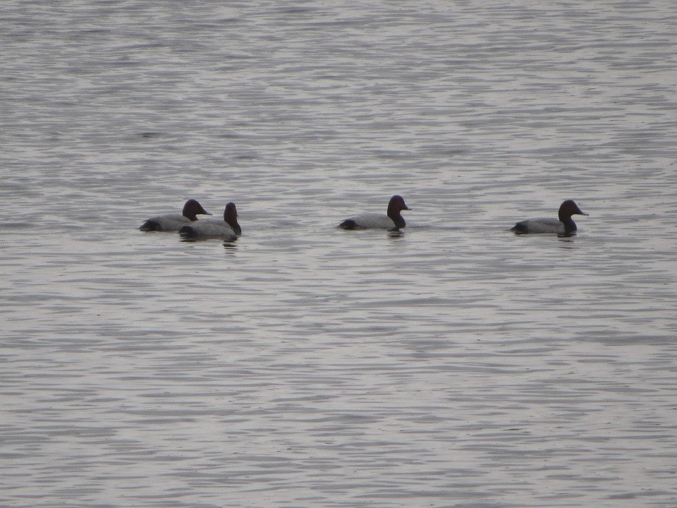 Common Pochard - ML643811873