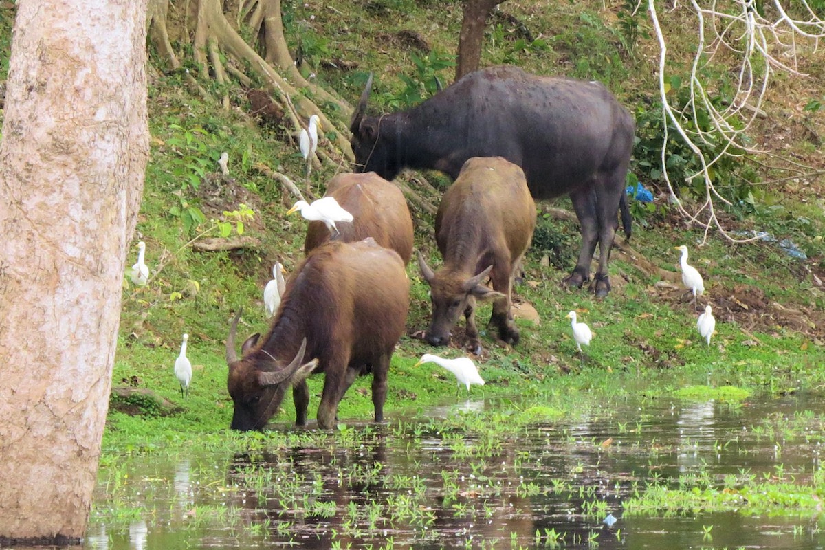 Eastern Cattle-Egret - ML643811877