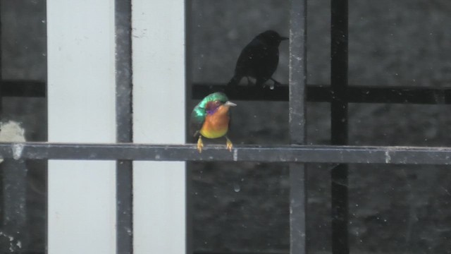 Ruby-cheeked Sunbird - ML643811901