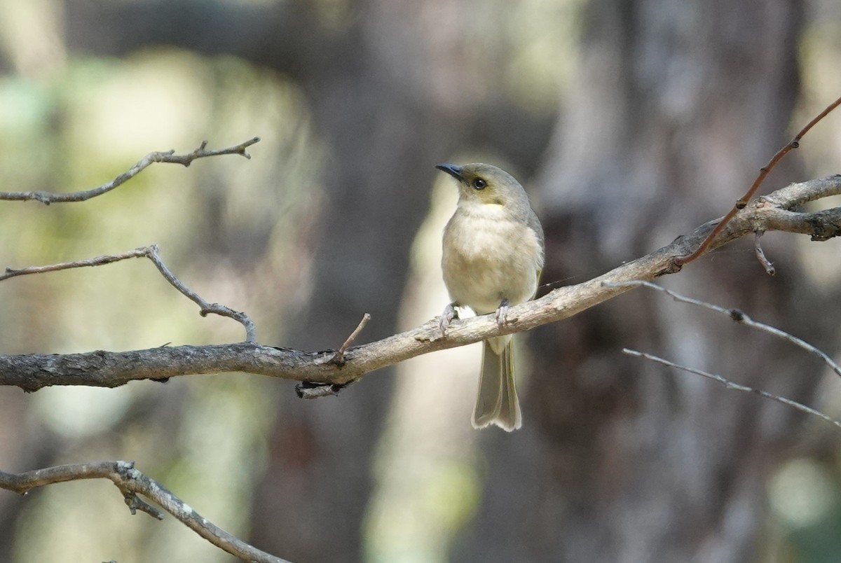 Fuscous Honeyeater - ML643811915