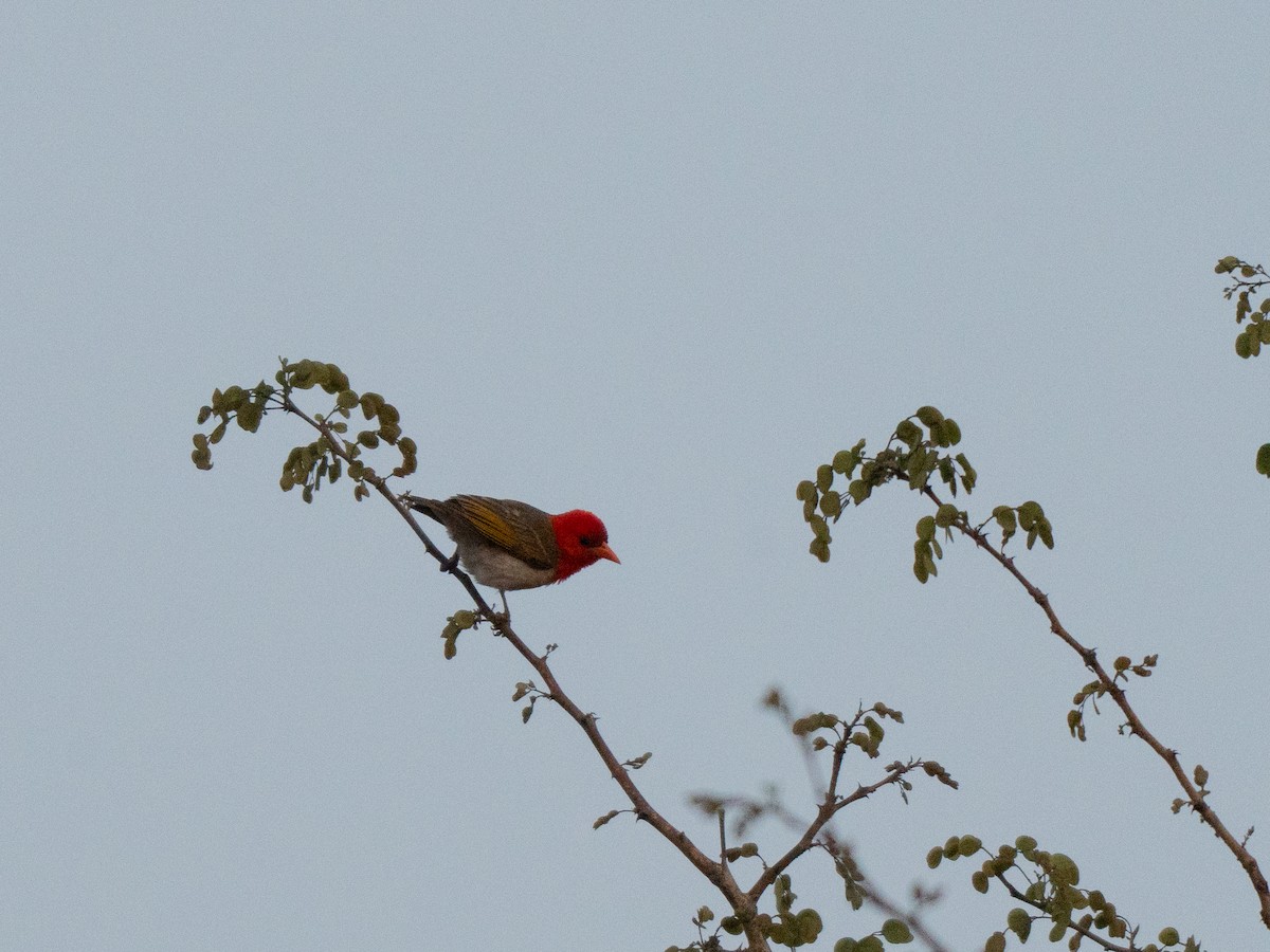 Red-headed Weaver - ML643811918