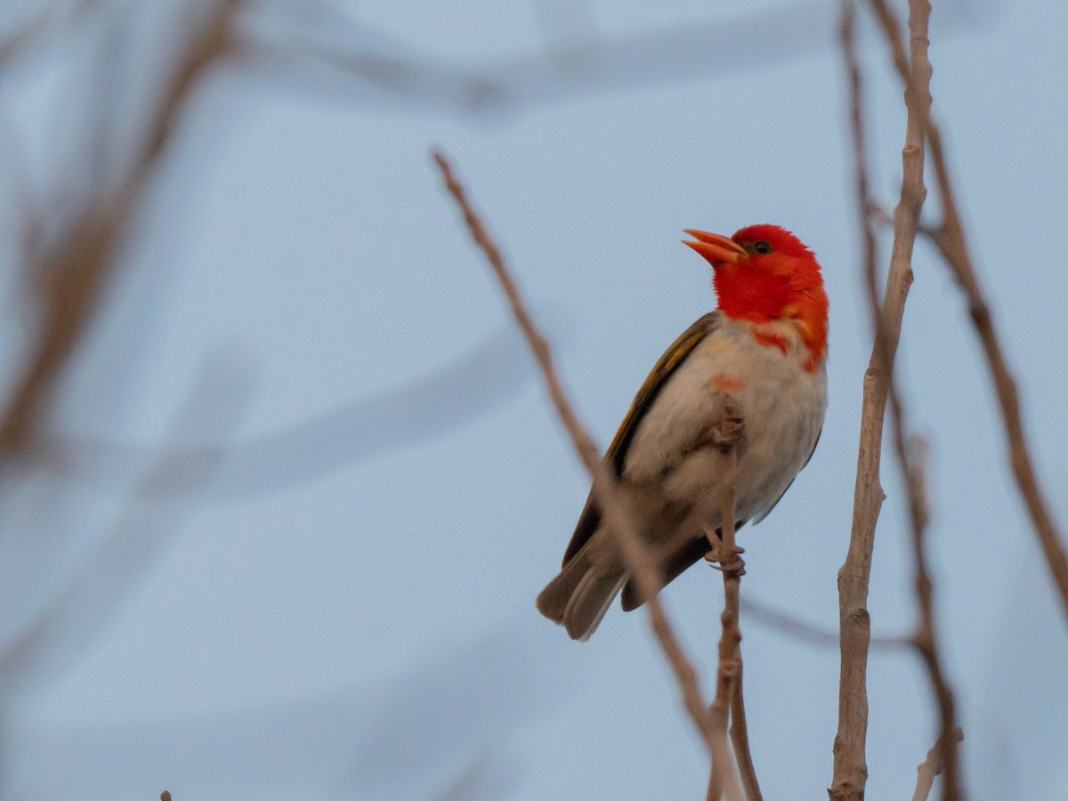 Red-headed Weaver - ML643811919