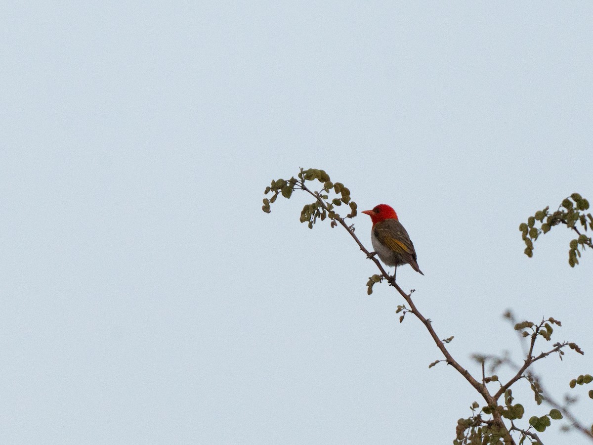 Red-headed Weaver - ML643811920