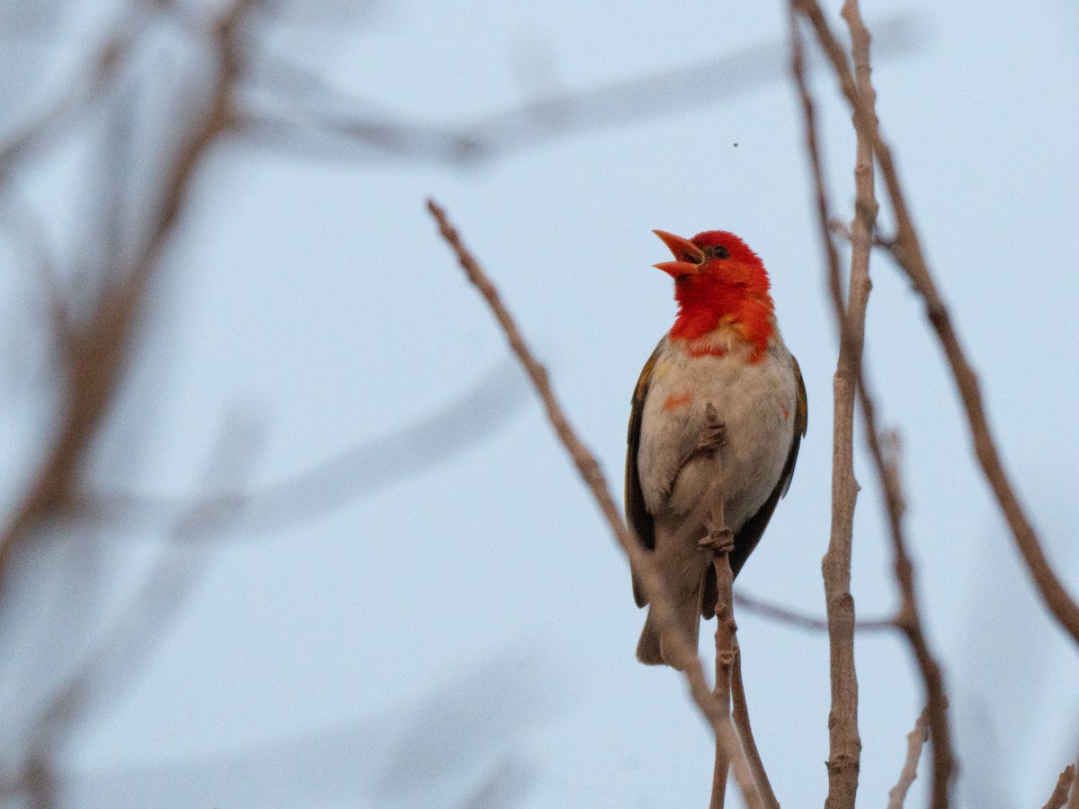 Red-headed Weaver - ML643811921