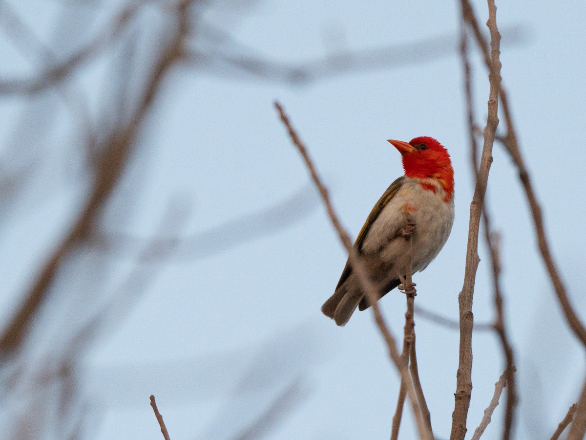 Red-headed Weaver - ML643811922