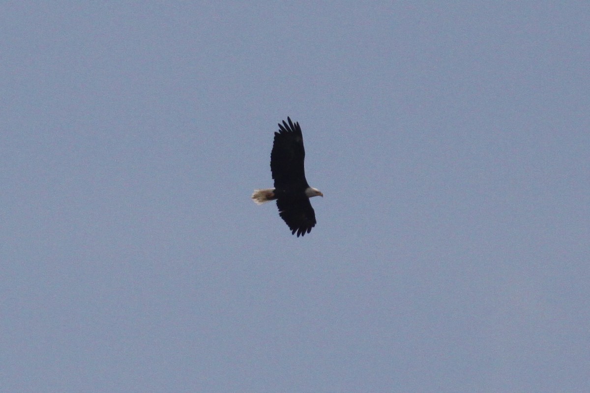 Bald Eagle - ML643811938