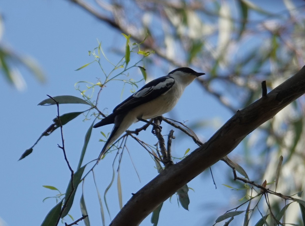 White-winged Triller - ML643811939