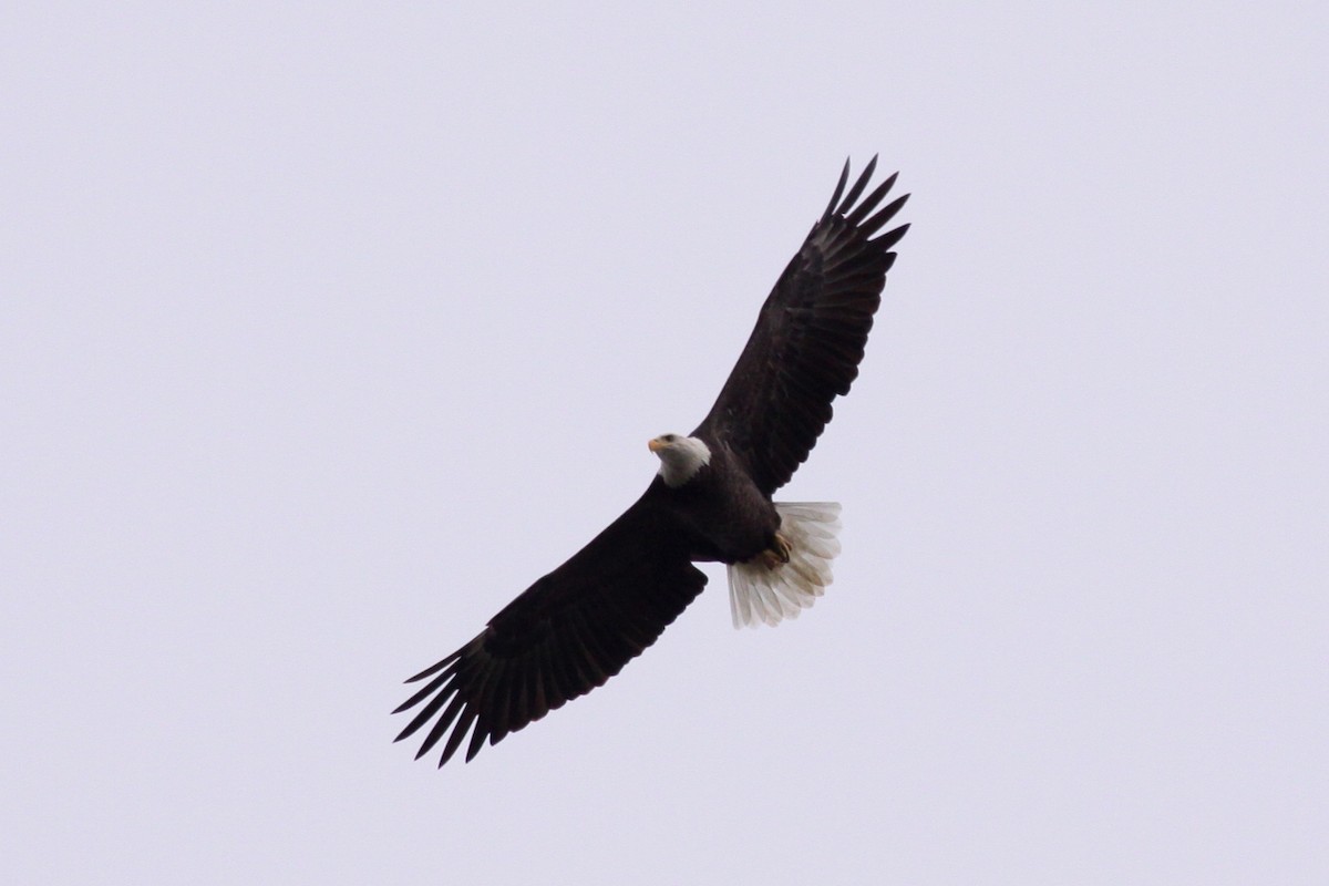Bald Eagle - ML643811955