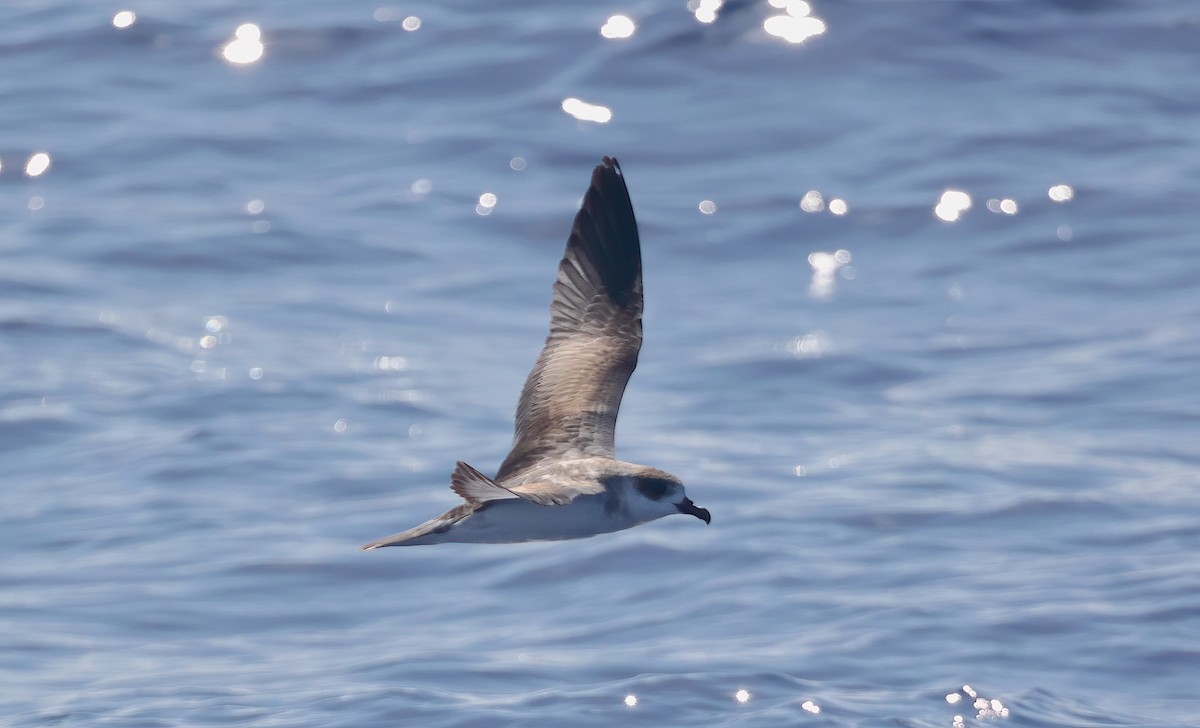 Petrel de las Juan Fernández - ML643811958