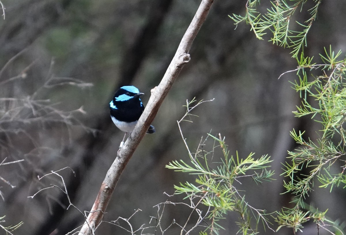 Superb Fairywren - ML643811960
