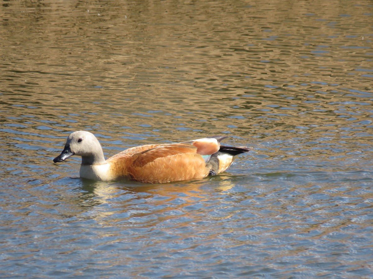 South African Shelduck - ML643811966