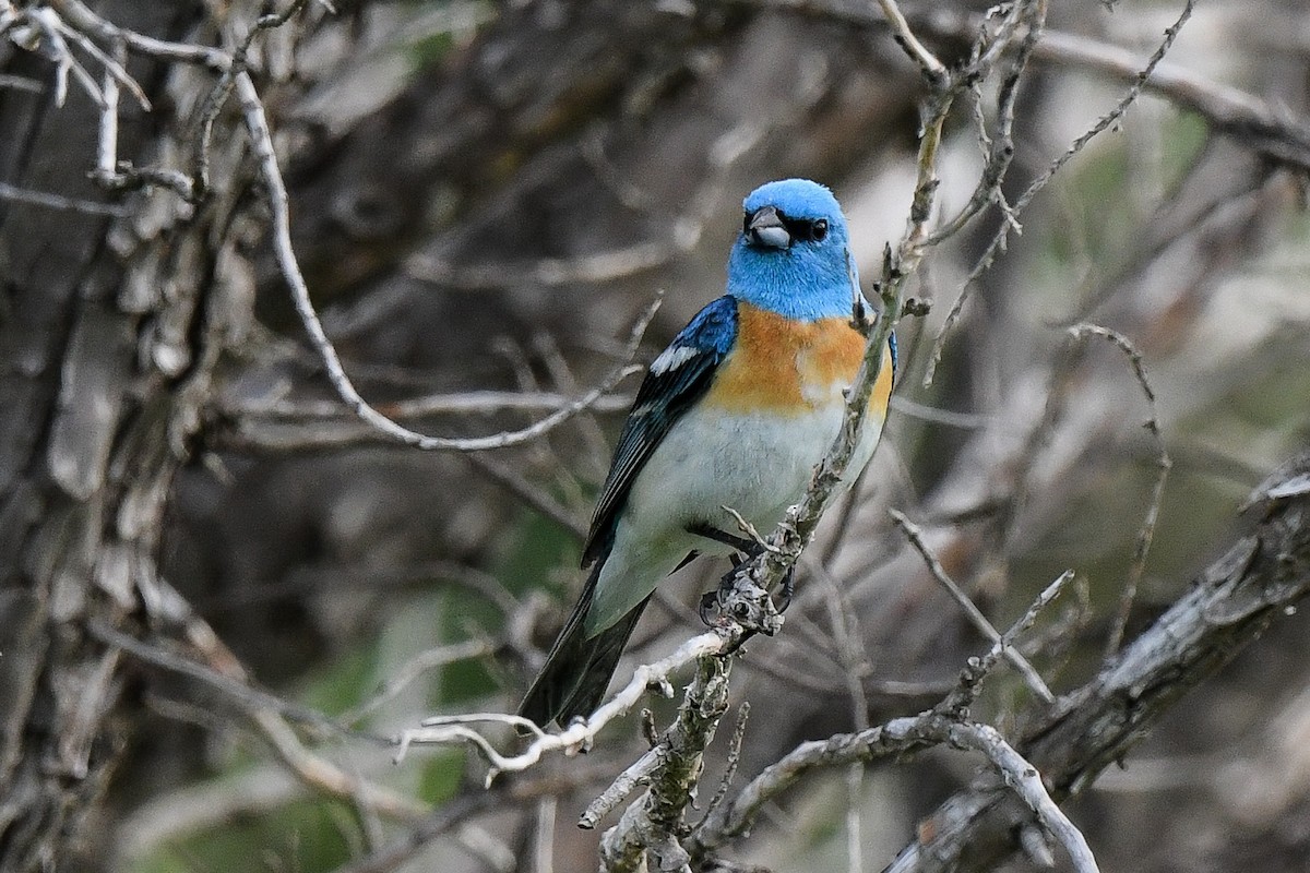 Lazuli Bunting - ML643811975