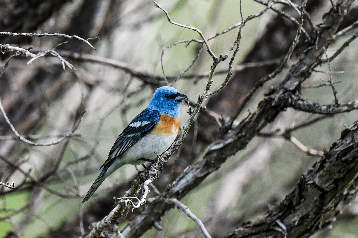 Lazuli Bunting - ML643811976