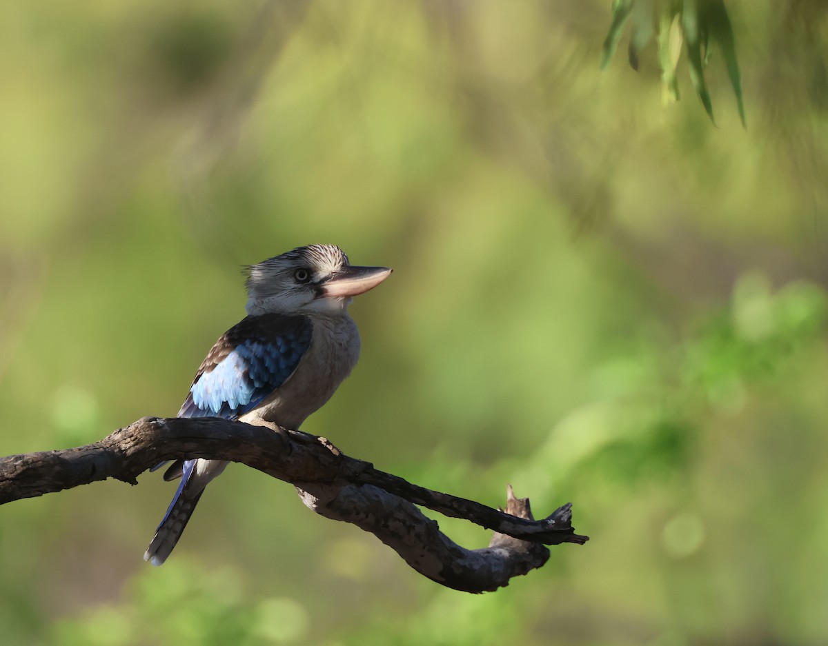 Blue-winged Kookaburra - ML643811980
