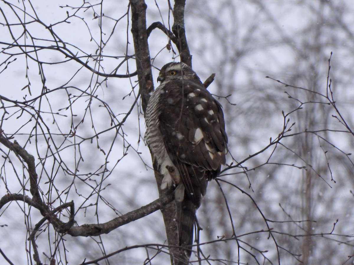 Eurasian Sparrowhawk - ML643811987