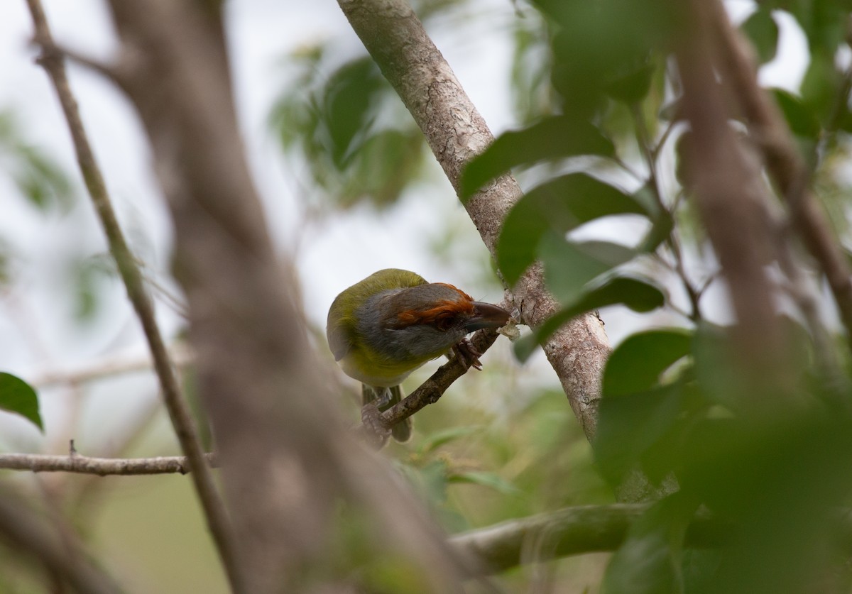 Rufous-browed Peppershrike - ML643811988