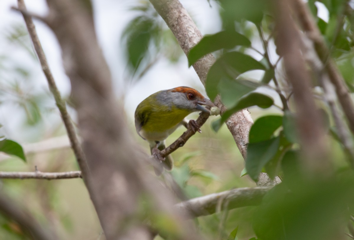 Rufous-browed Peppershrike - ML643811989