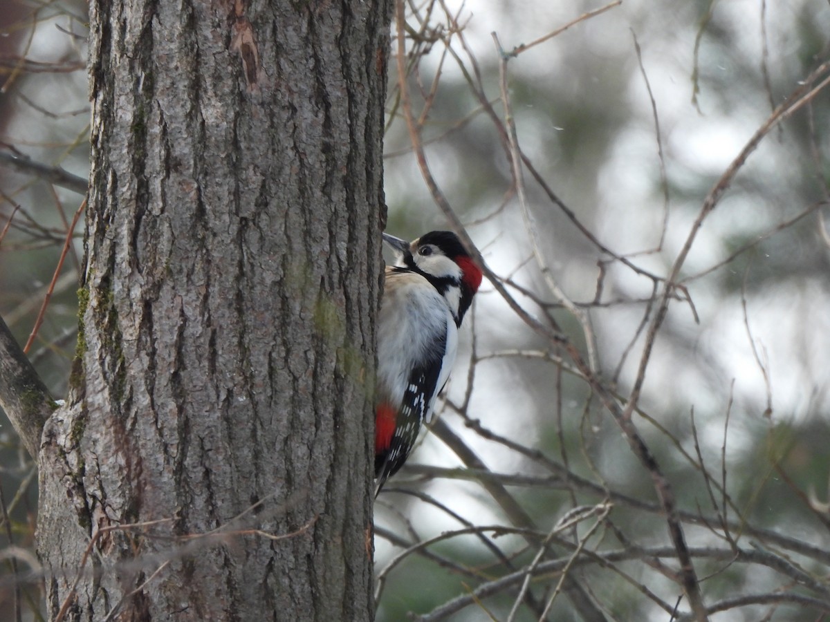 Great Spotted Woodpecker - ML643811990