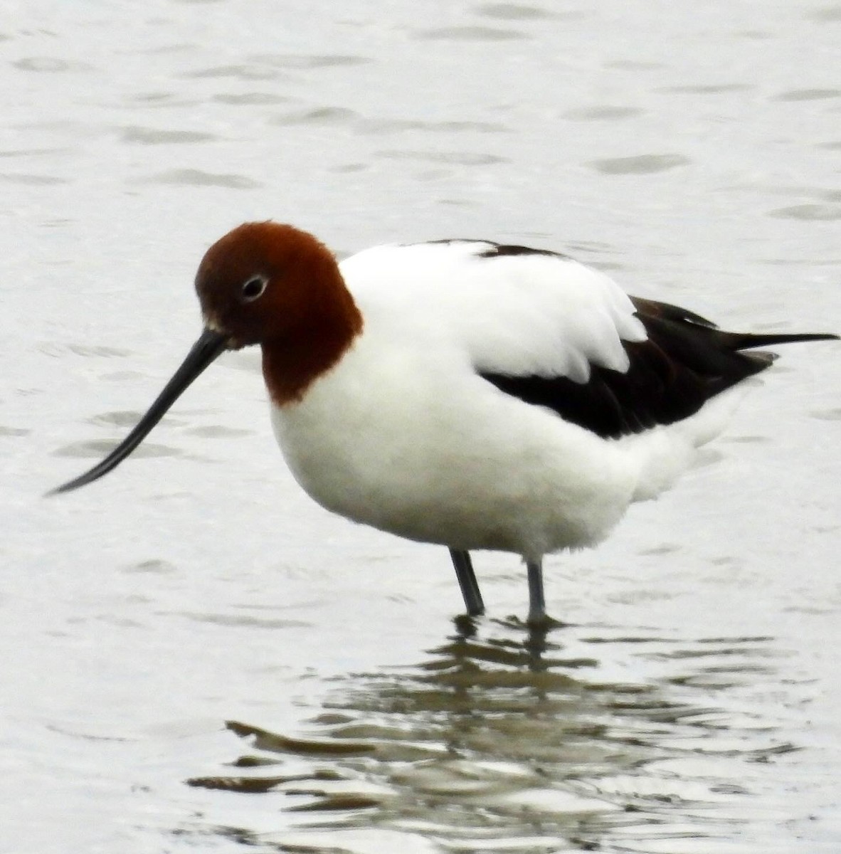 Red-necked Avocet - ML643811996