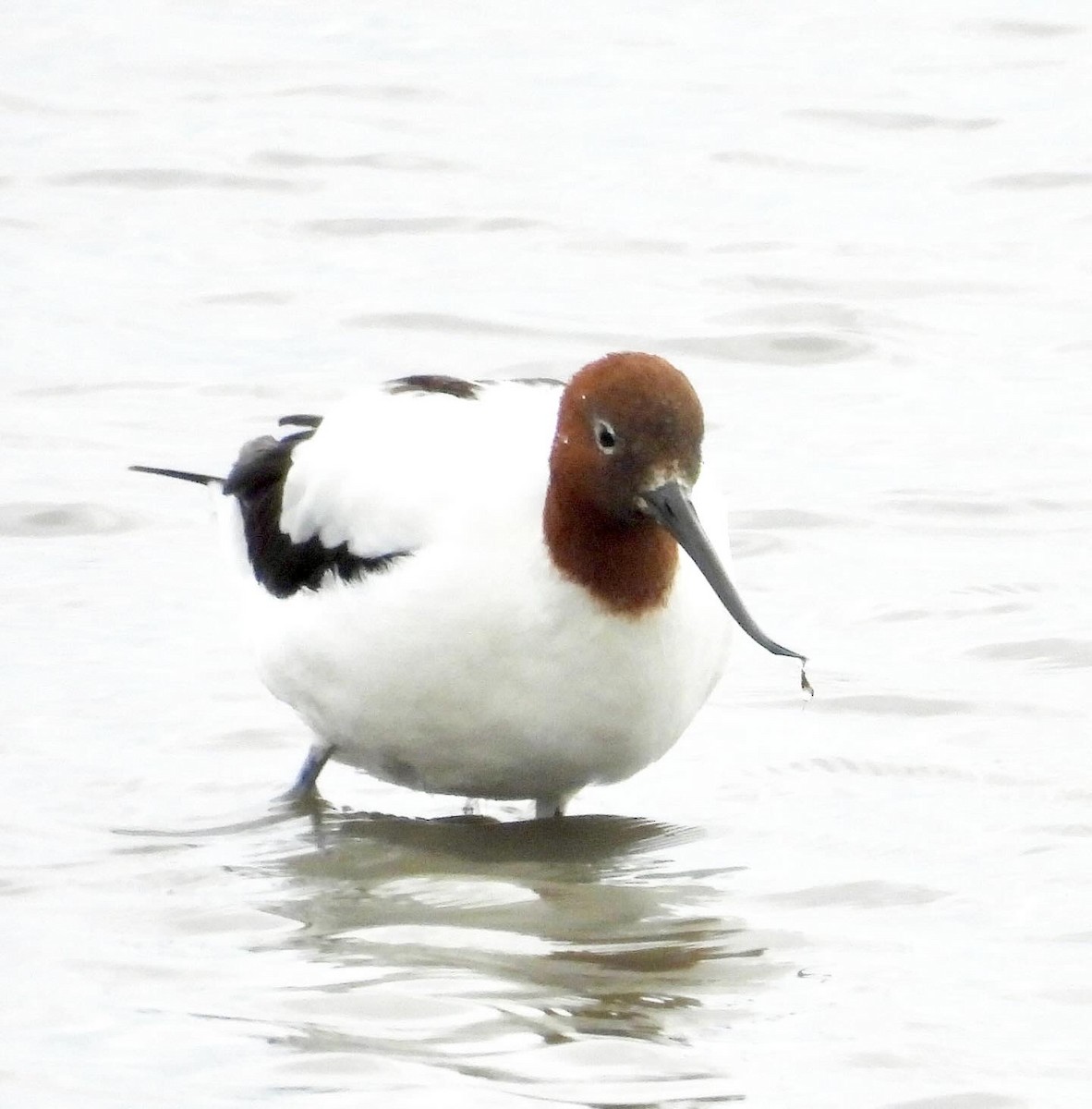 Red-necked Avocet - ML643811997