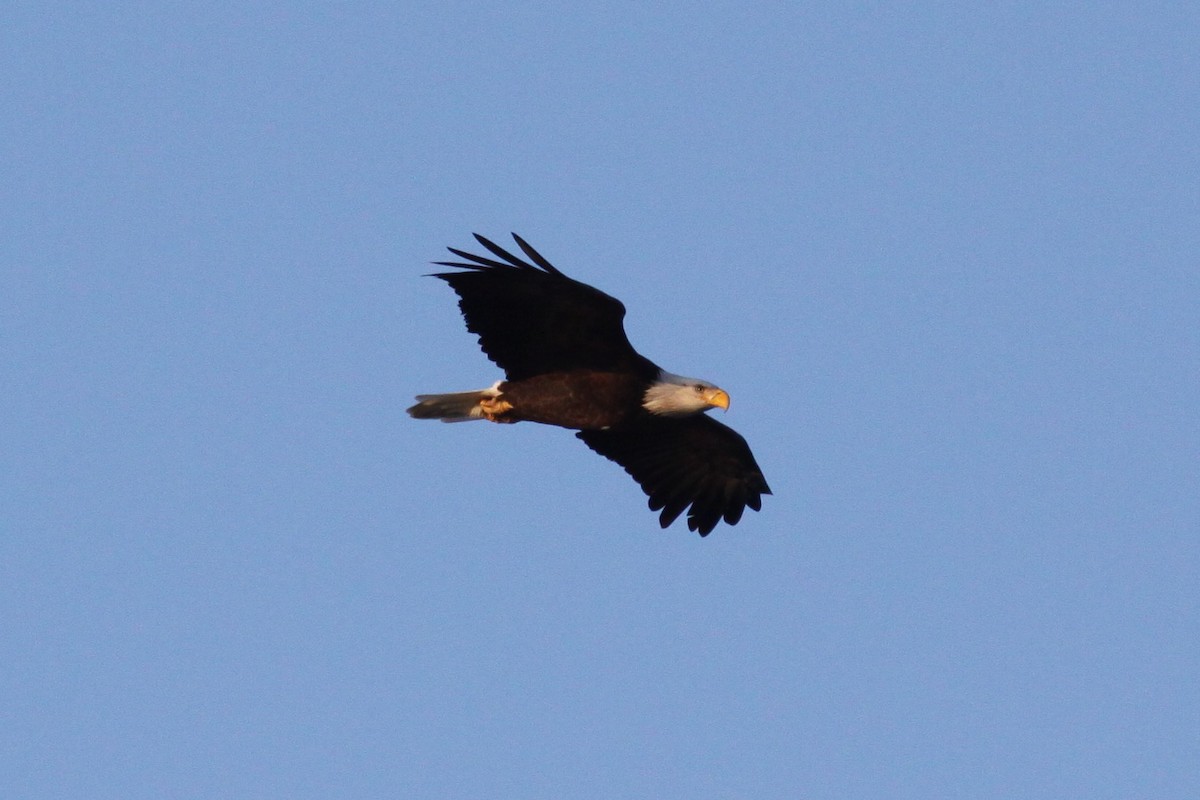Bald Eagle - ML643812009