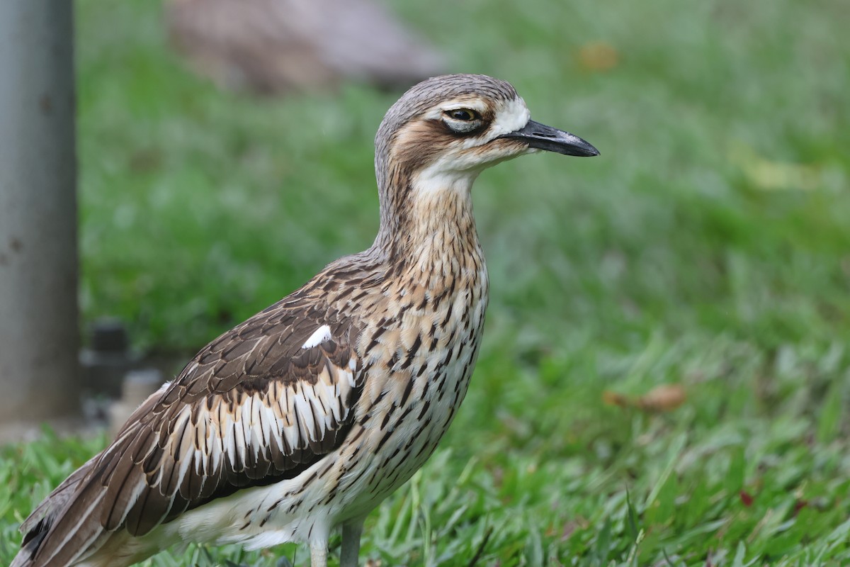 Bush Thick-knee - ML643812025