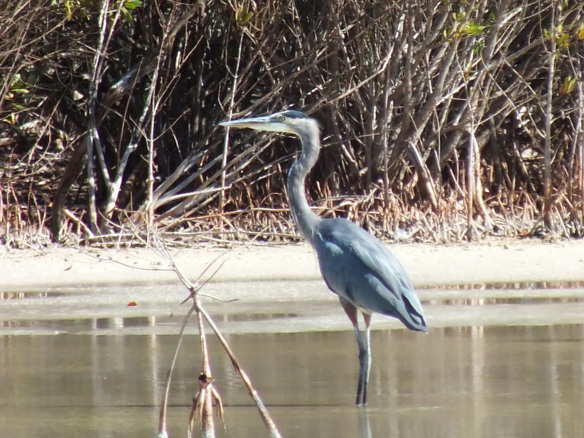 Great Blue Heron - ML643812027