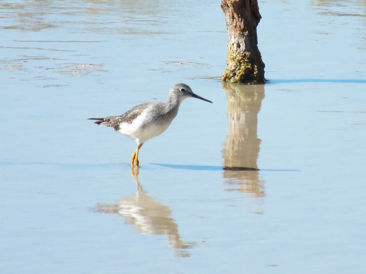 Lesser Yellowlegs - ML643812034