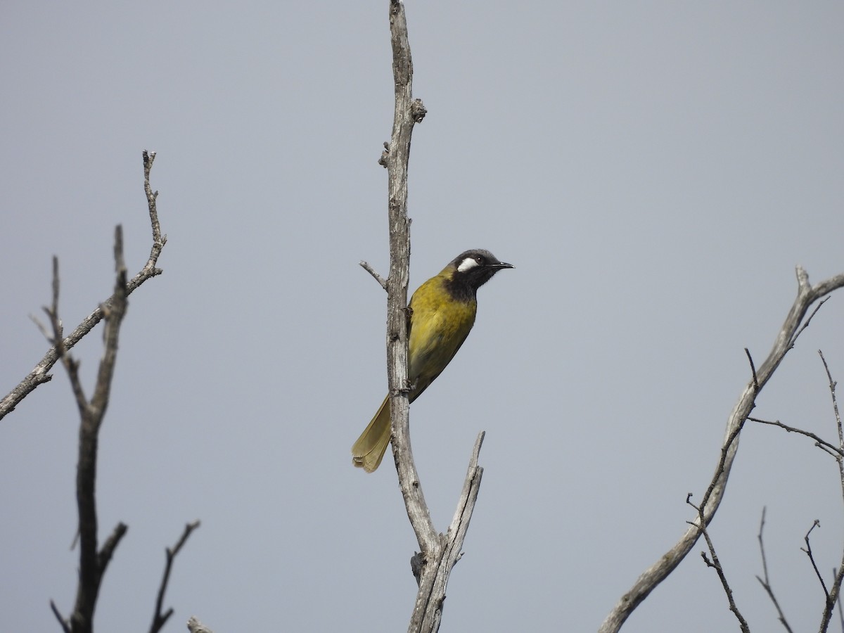 White-eared Honeyeater - ML643812035