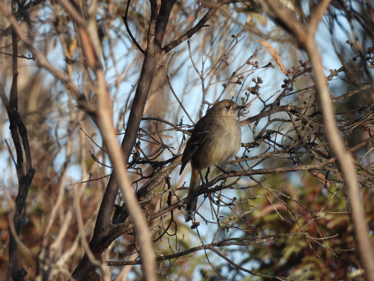 Southern Scrub-Robin - ML643812037