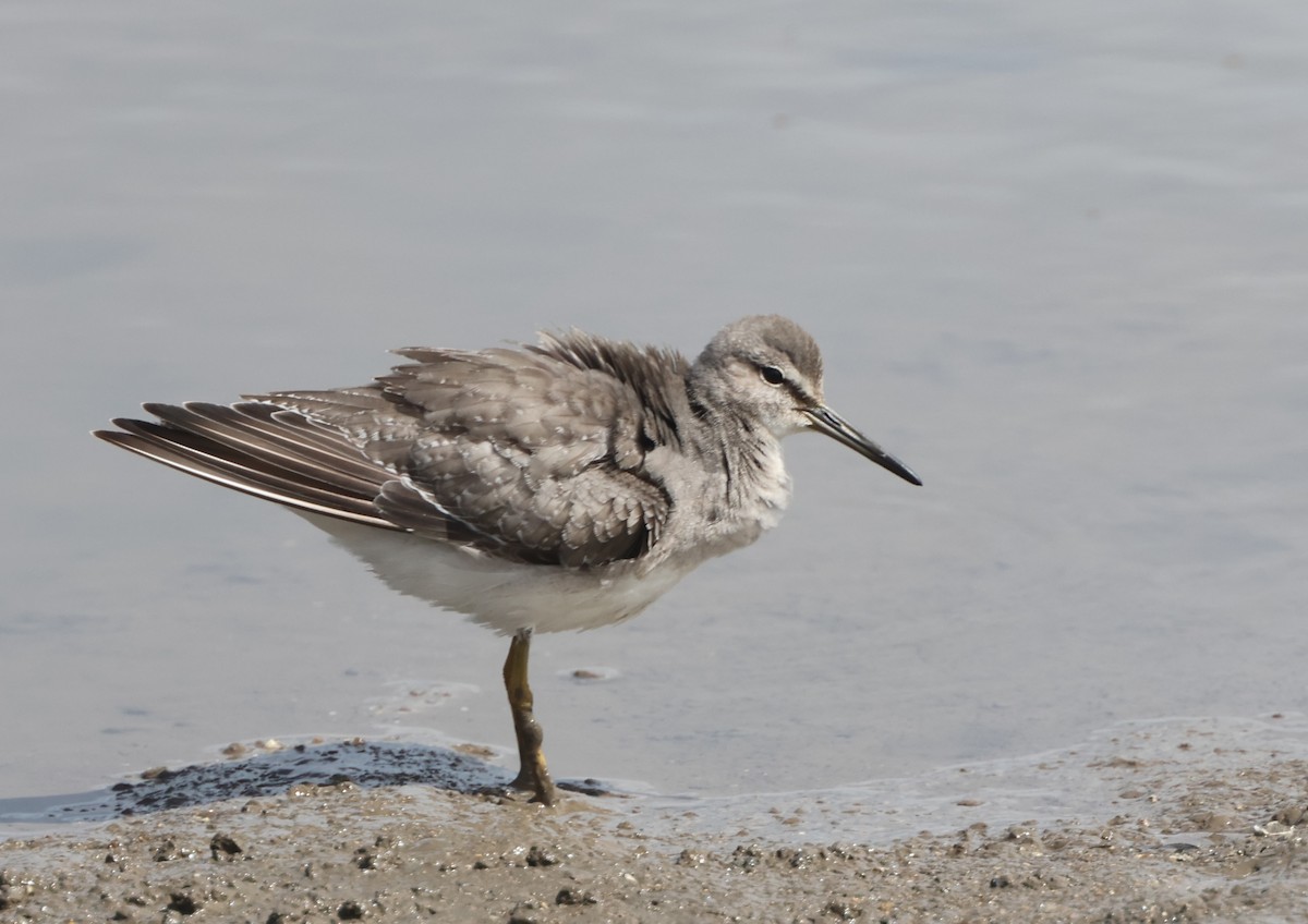 Gray-tailed Tattler - ML643812038