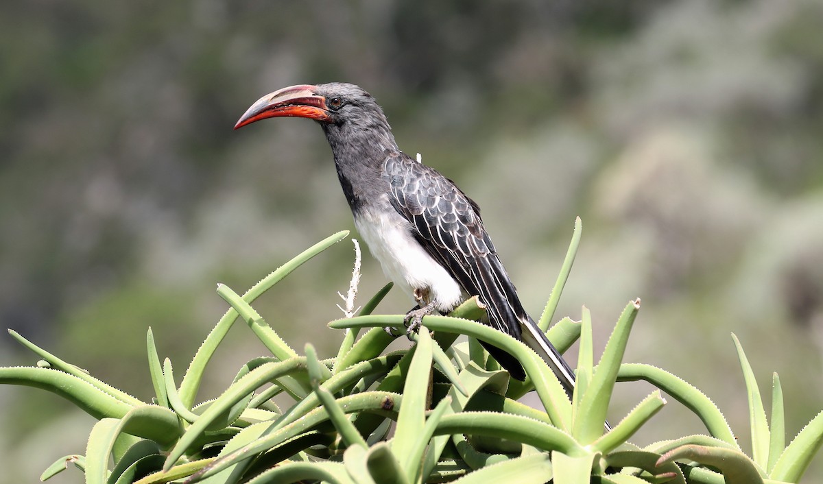 Hemprich's Hornbill - ML643812043