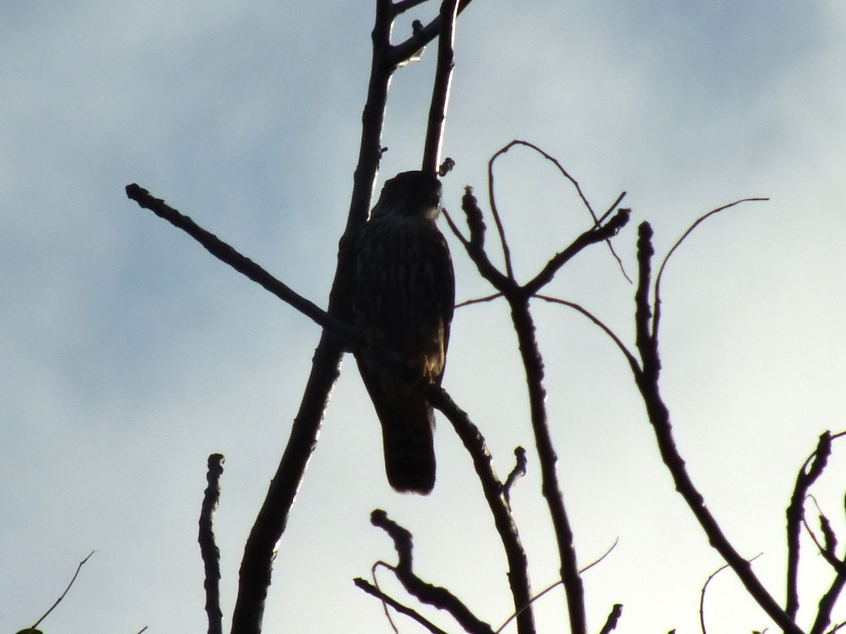 Merlin - ML643812044