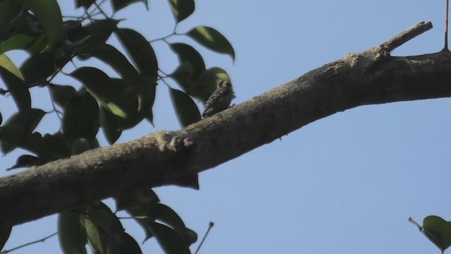 Sunda Pygmy Woodpecker - ML643812045