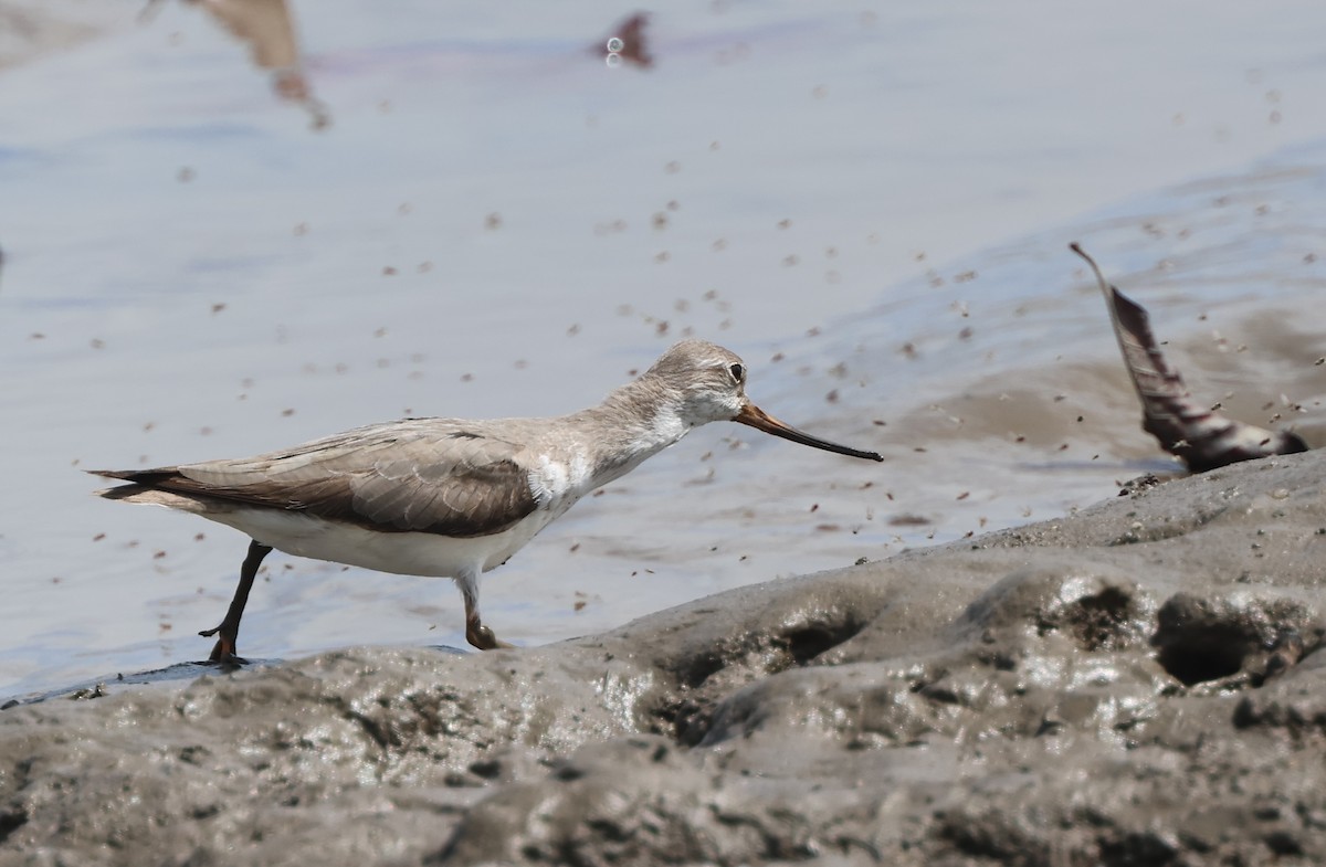 Terek Sandpiper - ML643812054