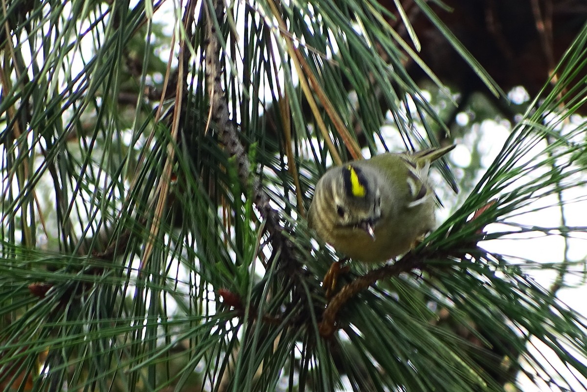 戴菊鳥 - ML643812057