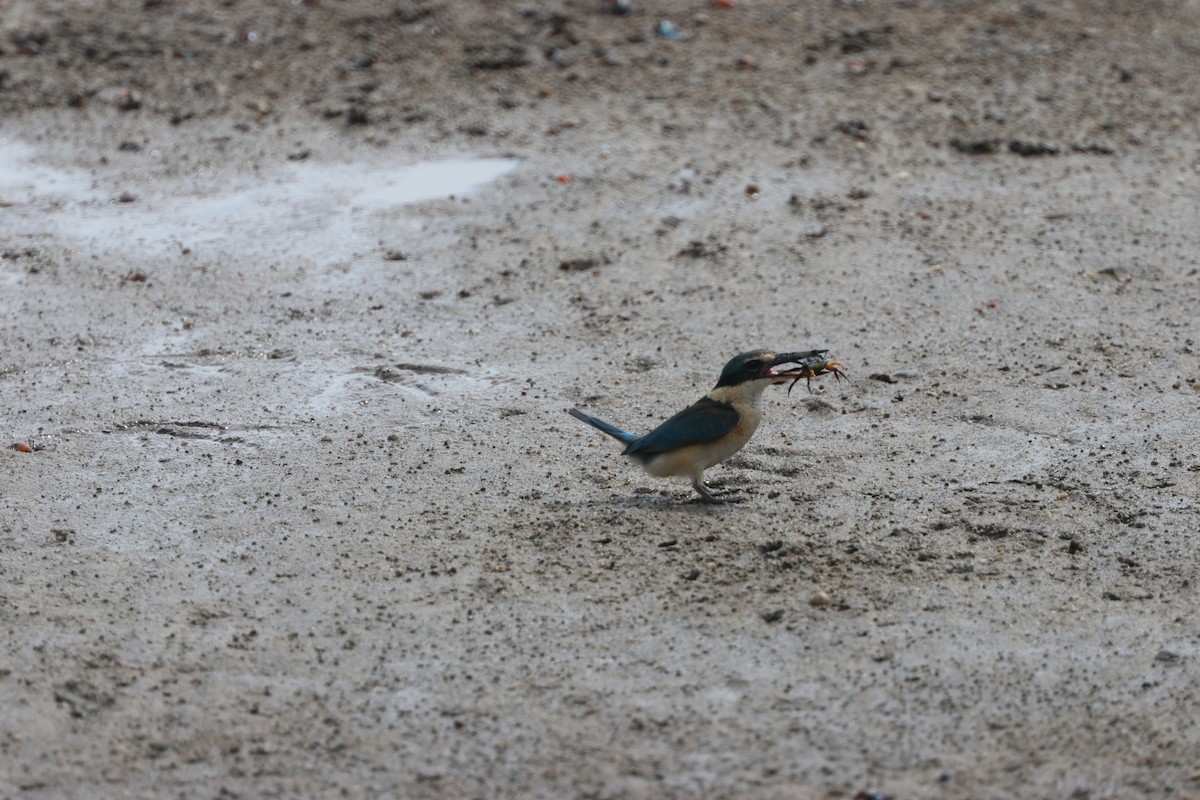 Sacred Kingfisher - ML643812058