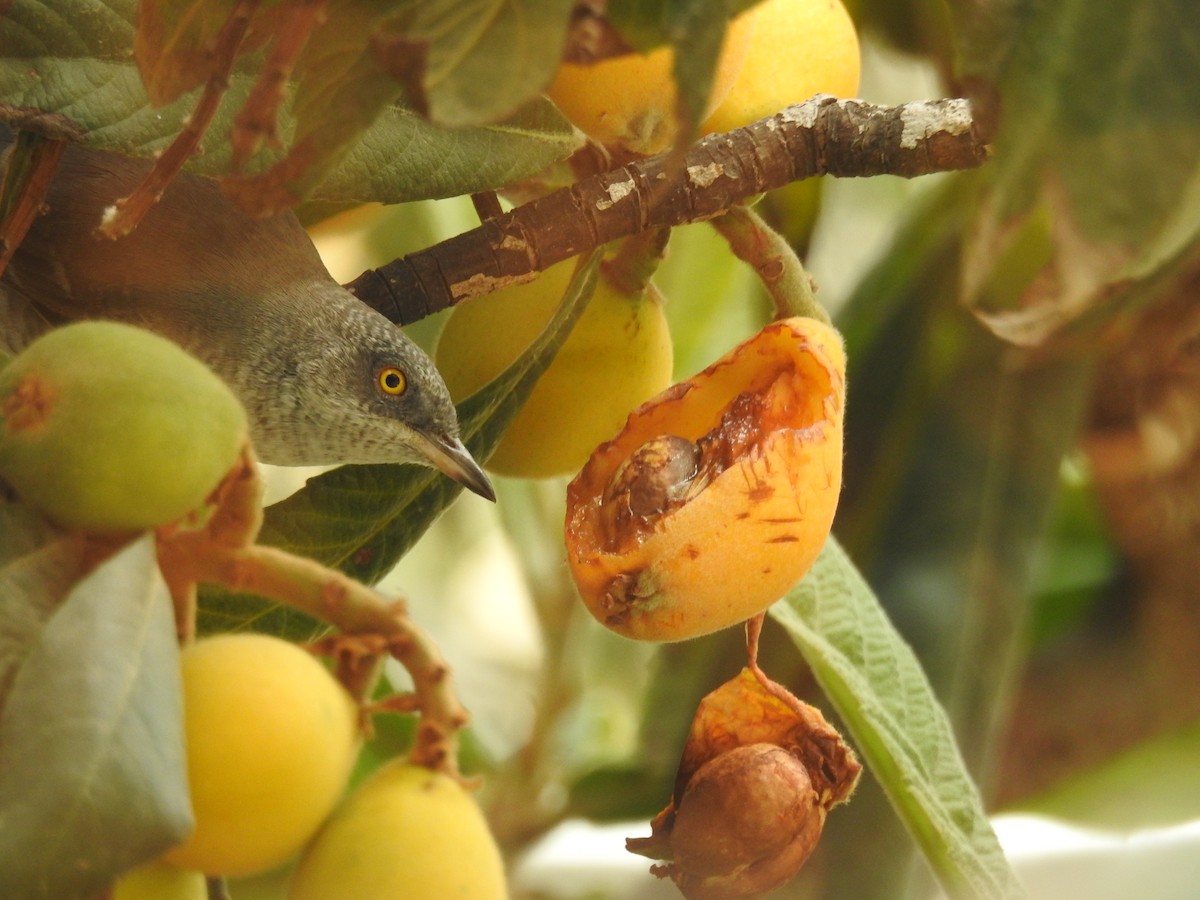 Barred Warbler - ML643812060