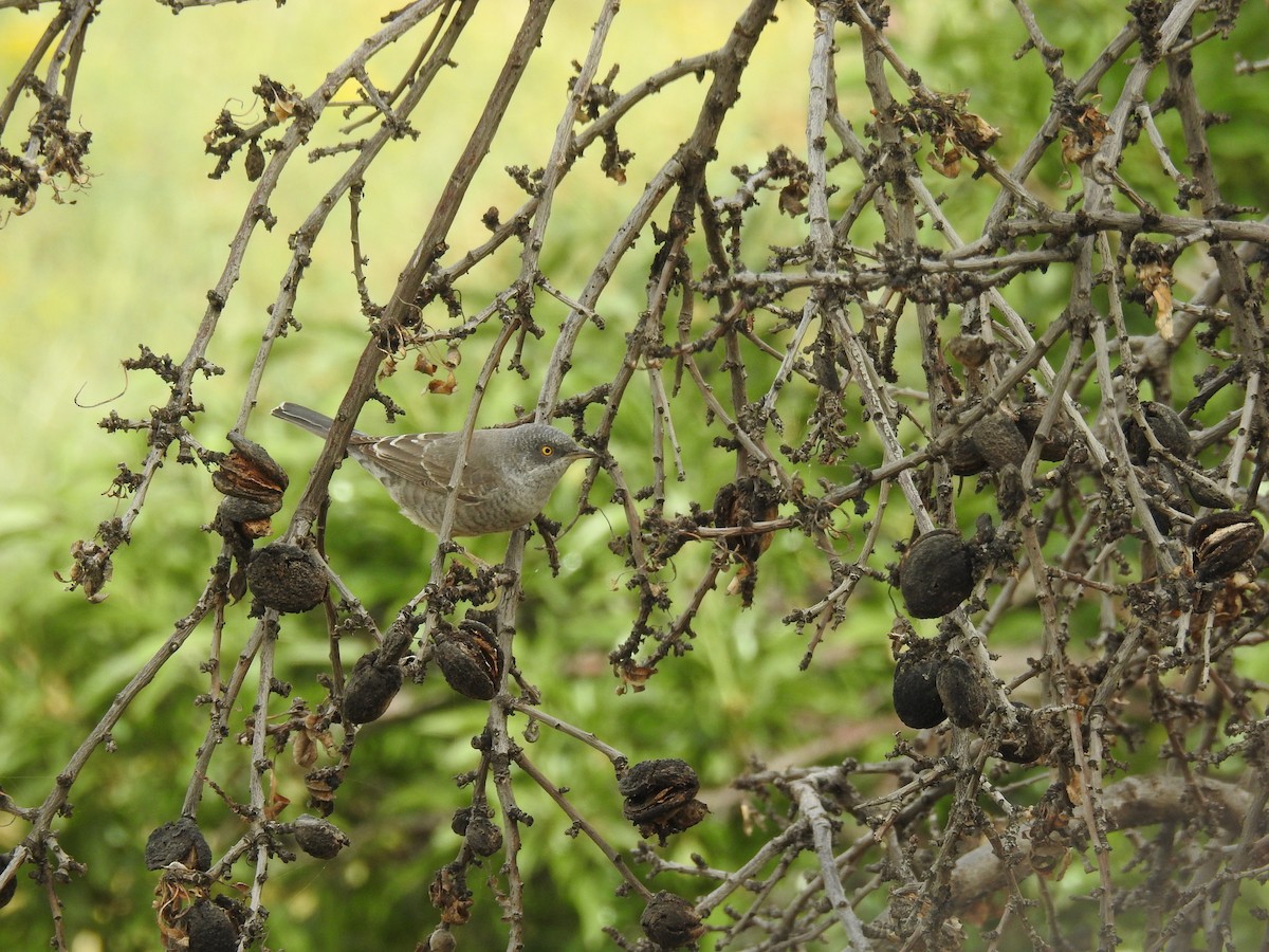 Barred Warbler - ML643812061
