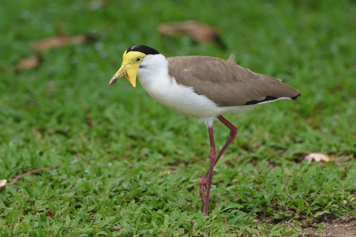 Masked Lapwing - ML643812062