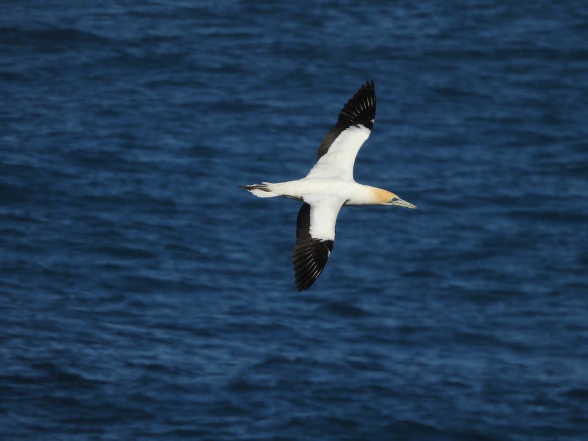 Australasian Gannet - ML643812064