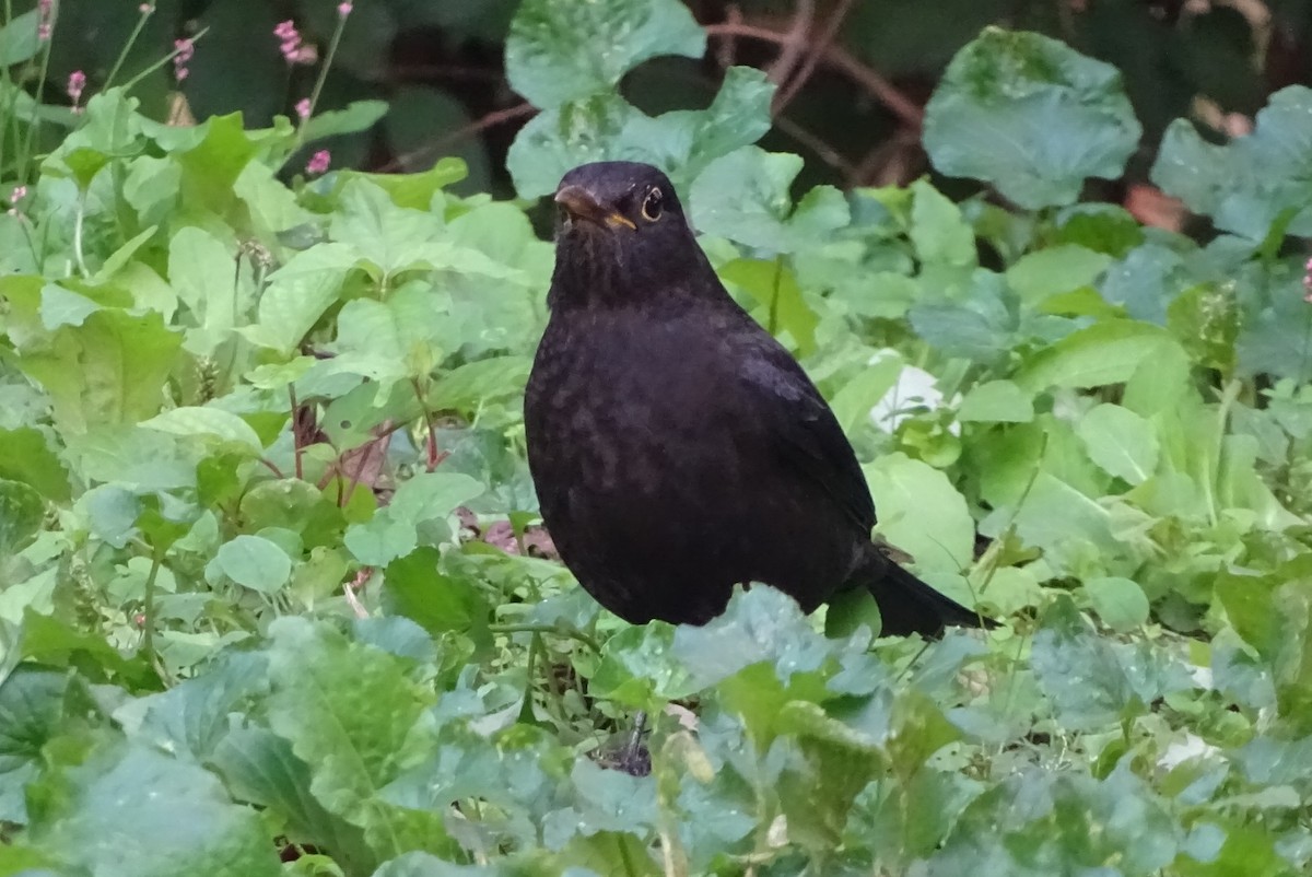 中國黑鶇 - ML643812067