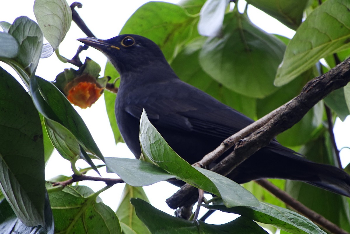 中國黑鶇 - ML643812068