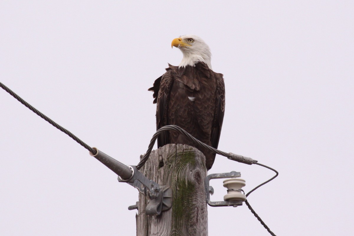 Bald Eagle - ML643812069