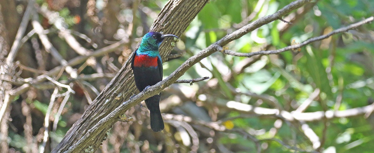 Abyssinian Sunbird - ML643812071