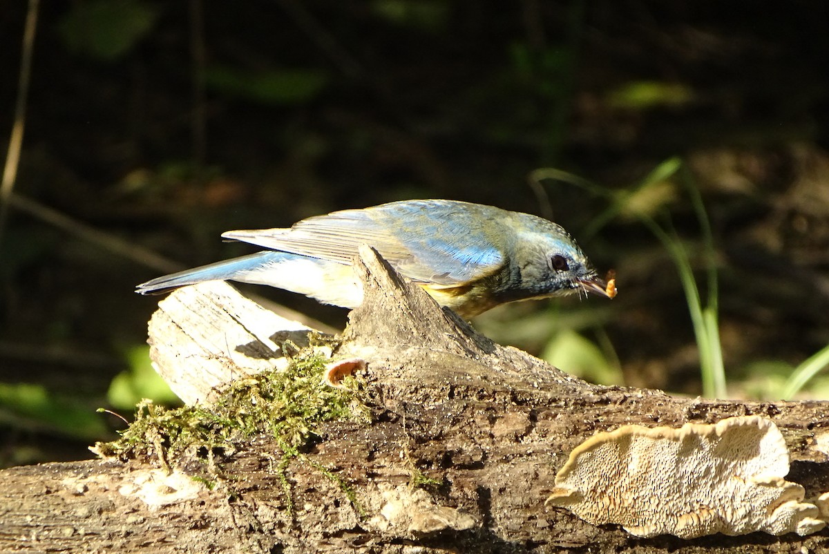 藍尾鴝 - ML643812074