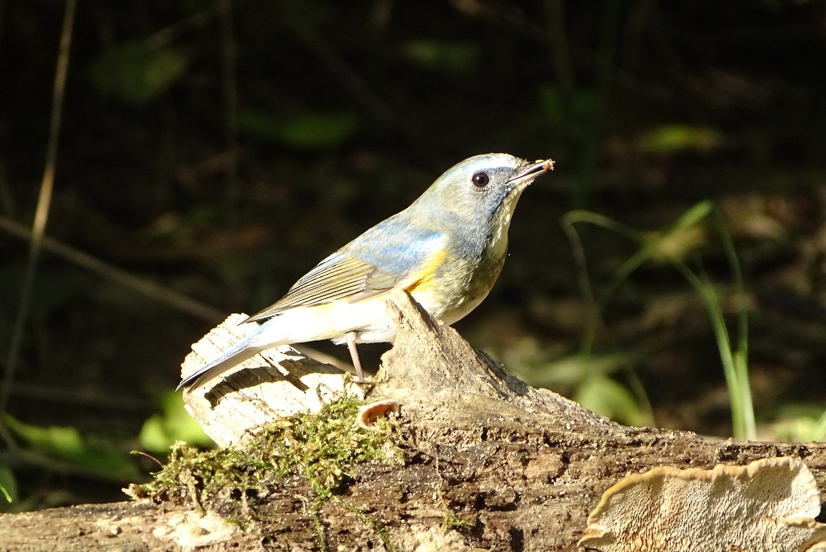 藍尾鴝 - ML643812075