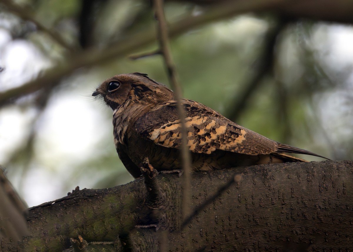 Large-tailed Nightjar - ML643812078