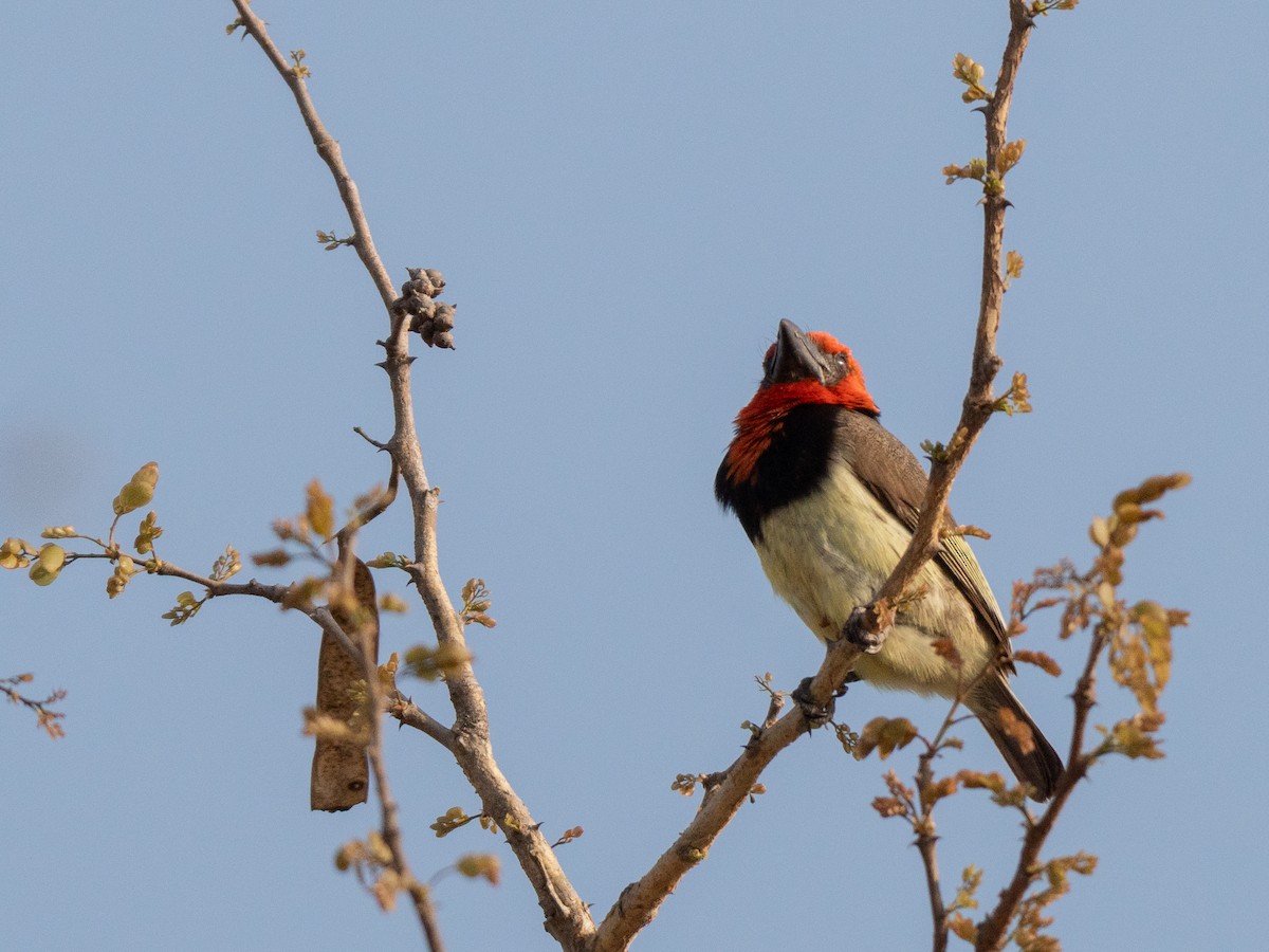 Black-collared Barbet - ML643812082