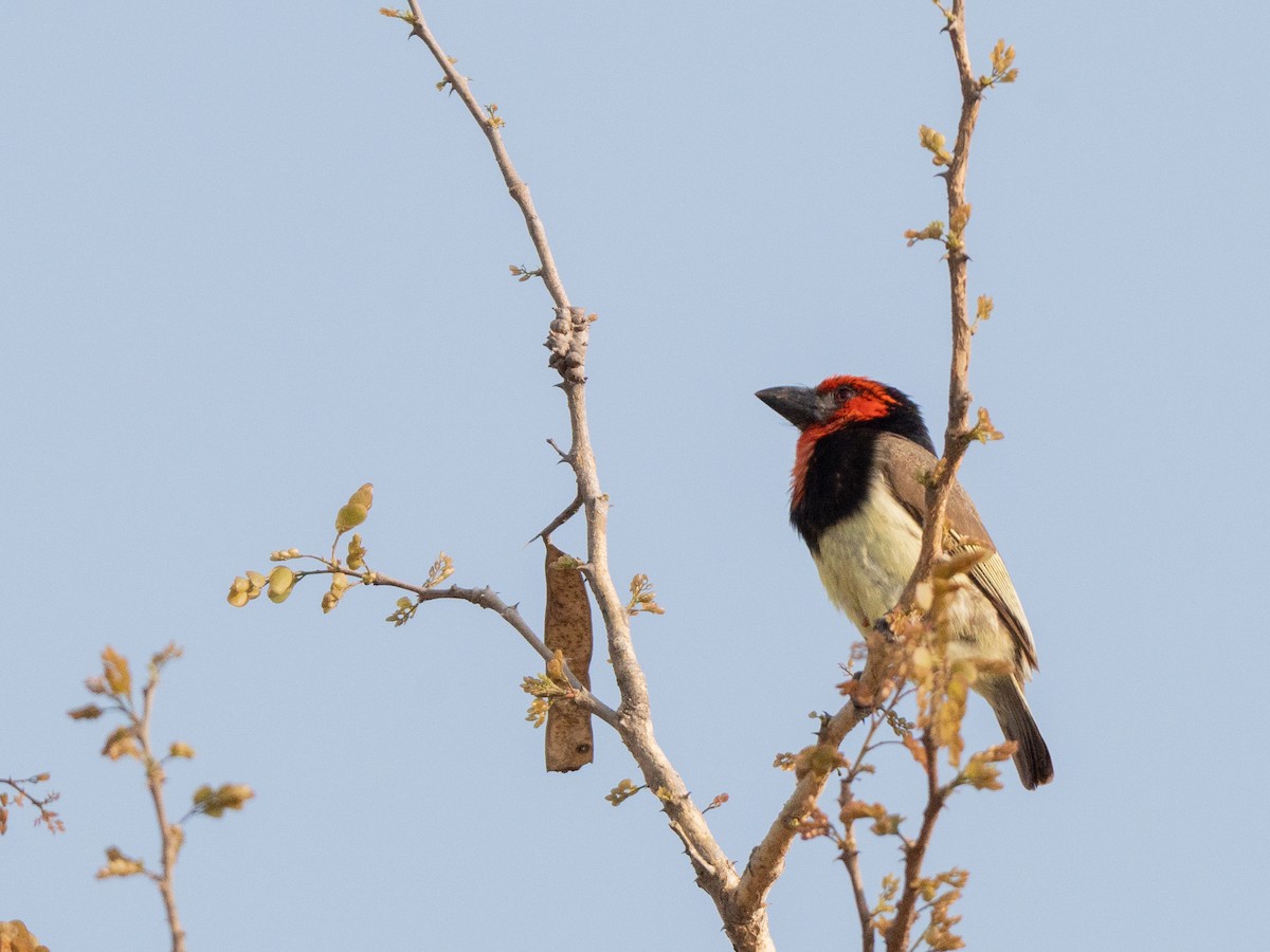 Black-collared Barbet - ML643812083
